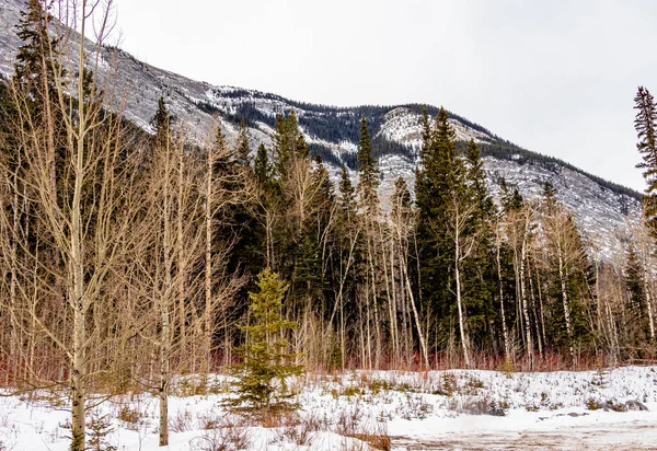 Schnee Hängt Immer Noch Herum Heart Creek Trail Provincial Recreation — Stockfoto
