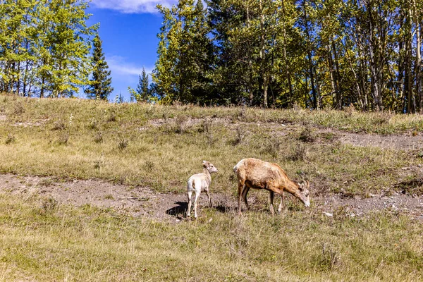 Rocky Mountain Sheep Ram Falls Provincial Park Clearwater County Alberta — Fotografia de Stock
