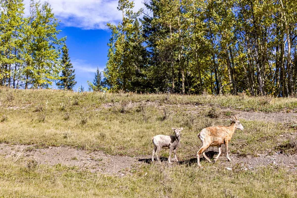 Rocky Mountain Sheep Ram Falls Provincial Park Clearwater County Alberta — Fotografia de Stock