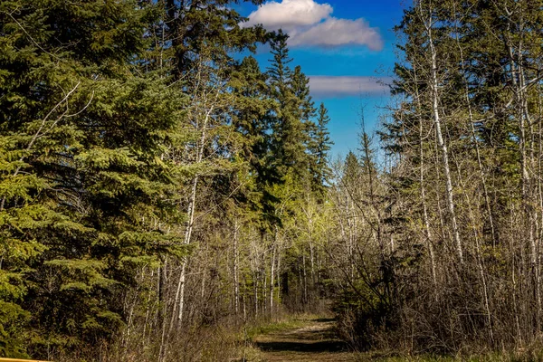 Árboles Senderos Red Lodge Alberta Canadá —  Fotos de Stock