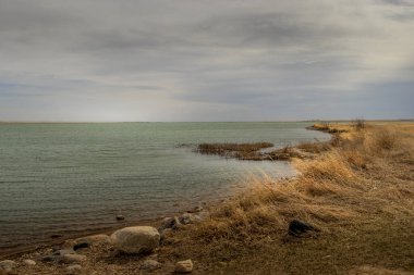 Bir bahar günü kıyı şeridi boyunca otları üflemek. McGregor Gölü İl Rekreasyon Bölgesi, Vulcan Bölgesi, Alberta