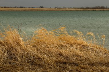Bir bahar günü rüzgarda çimenleri savurmak. McGregor Gölü İl Rekreasyon Bölgesi, Vulcan Bölgesi, Alberta