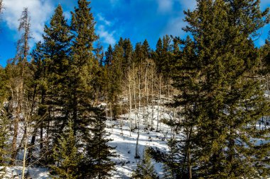 Ağaçlar, ağaçlar ve huş ağaçları. Lusk Creek İl Rekreasyon Bölgesi, Alberta, Kanada