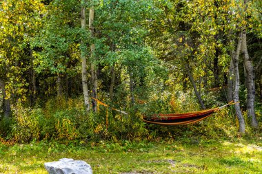 Phyliss Gölü İl Rekreasyon Alanı Alberta Kanada 'da dinlenme ve ağaçlar