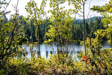 Phyliss Gölü İl Rekreasyon Alanı Alberta Kanada 'da dinlenme ve ağaçlar