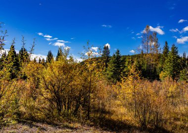Sonbahar Renkleri Yedi Mil İl Rekreasyon Bölgesi Clearwater County Alberta Kanada