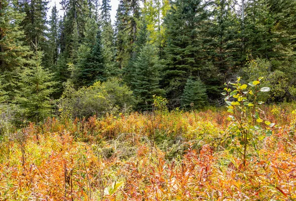 Vistas Redor Swan Lake Provincial Recreation Area Alberta Canadá — Fotografia de Stock