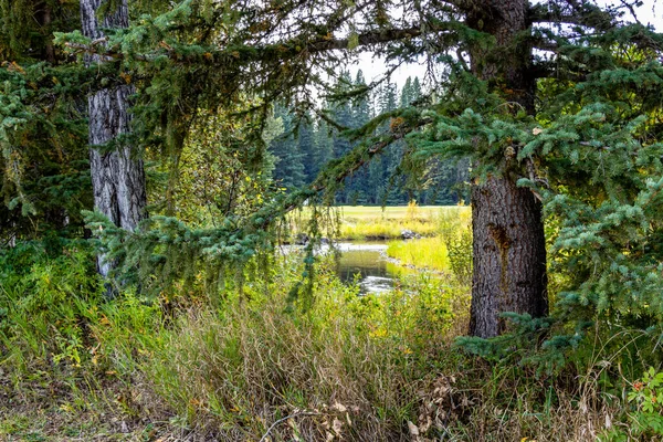 Valkleuren Tay River Provinciaal Recreatiegebied Alberta Canada — Stockfoto