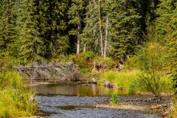 Φθινοπωρινά Χρώματα Tay River Provincial Recreation Area Alberta Καναδάς — Φωτογραφία Αρχείου