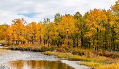 Foothills County Alberta Canada 'daki Kara Elmas Kasabası' nda sonbahar renkleri