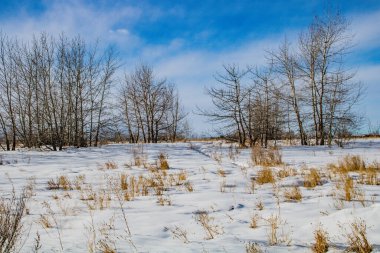 Ayak izleri ve sahada kar. Calgary, Alberta, Kanada
