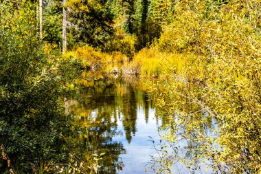 Clearwater County Alberta Canada 'da sonbahar arabaları