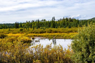 Clearwater County Alberta Canada 'da sonbahar arabaları