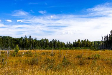 Clearwater County Alberta Canada 'da sonbahar arabaları
