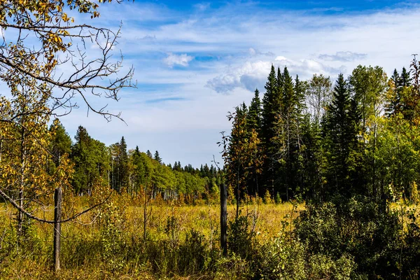Herfst Kleuren Tijdens Een Rit Door Clearwater County Alberta Canada — Stockfoto