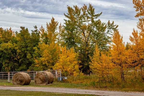 Foothills County Alberta Canada Dan Geçen Sonbahar Renkleri — Stok fotoğraf