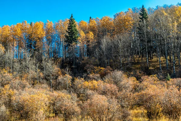 Colores Otoño Valle Ghost Land Use Área Alberta Canadá —  Fotos de Stock