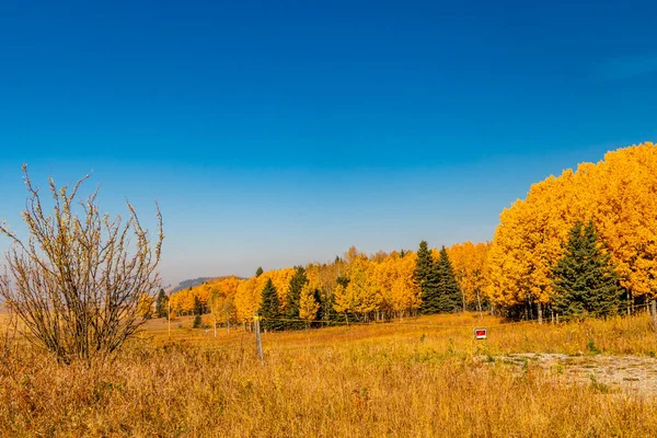 Çiftçi Tarlalarında Sonbahar Renkleri Big Horn Alberta Kanada — Stok fotoğraf