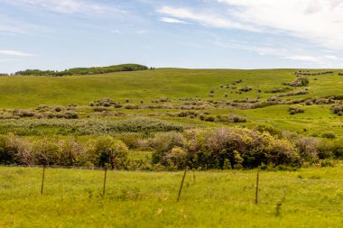 Yeşil tarlalar, göletler ve alçı gökyüzü ülkeyi baştan başa dolaşırken. Willow Creek 'in MD' si, Alberta, Kanada