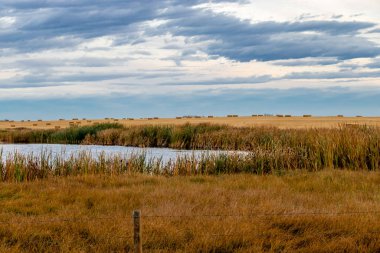 Ülkenin dört bir yanında sürerken çiftçilerin tarlalarında sonbahar renkleri belirmeye başlıyor. Mountainview County, Alberta, Kanada