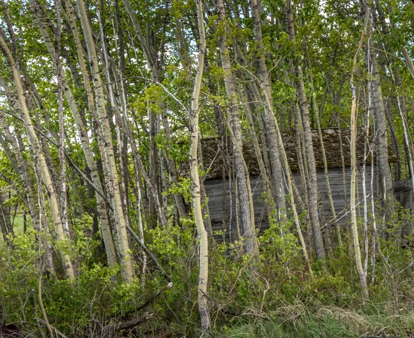 Resti Edifici Nella Città Fantasma Balmoral Alberta Canada — Foto Stock