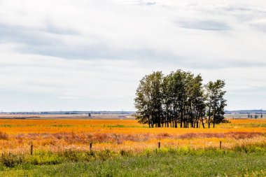 Bir tarladaki ağaçların önünde. Rockyview County, Alberta, Kanada