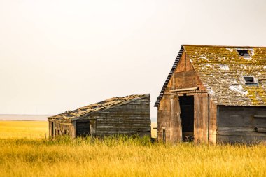 Çayırlardaki eski çiftlik binaları. Rockyview County, Alberta, Kanada