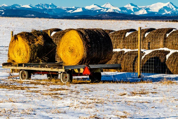 Голубина Дерев Яна Зона Springbank Alberta Canada — стокове фото