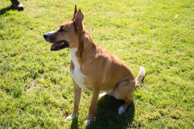 Beyaz göğüslü ve bacaklı tarçın renkli köpek yerde oturmuş sahibine bakıyor. Arkadaş canlısı hayvanlar. 4 Ekim Evcil Hayvan Günü.