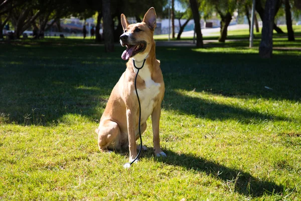 Собака Среднего Размера Сидит Траве Парке Собака Имеет Ветеринарный Стетоскоп — стоковое фото