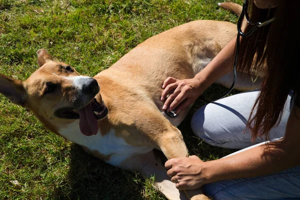 Dierenarts Het Gazon Onderzoekt Met Een Stethoscoop Een Hond Die — Stockfoto