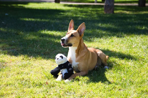 Large Cinnamon Coloured Dog Lying Grass Stuffed Toy Shape Panda — Stock Photo, Image