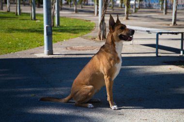 Beyaz göğüslü ve bacaklı tarçın renkli köpek yerde oturmuş sahibine bakıyor. Arkadaş canlısı hayvanlar. 4 Ekim Evcil Hayvan Günü.