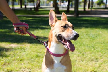 Büyük kahverengi köpekli yetişkin bir kadın, onu köpeğin tasmasından tutuyor ve parktalar. Köpek sahibine bakar. O mükemmel bir sahip. Evcil hayvan konsepti. 4 Ekim Evcil Hayvan Günü