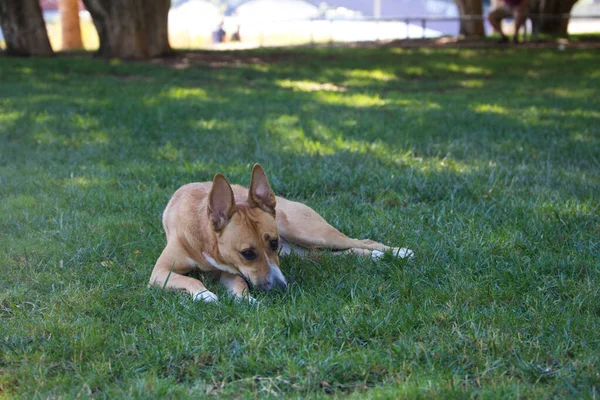 공원의 풀밭에 크기의 개입니다 가지고 사진을 포즈를 취하고 콘셉트 동물의 — 스톡 사진