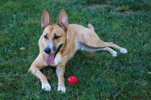 Medium Sized Dog Lying Grass Park Dog Has Red Ball — Stock Photo, Image