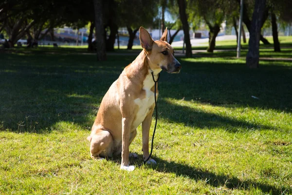 Собака Среднего Размера Сидит Траве Парке Собака Имеет Ветеринарный Стетоскоп — стоковое фото