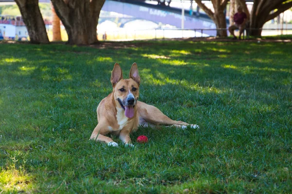 Medium Sized Dog Lying Grass Park Dog Has Red Ball — Stock Photo, Image