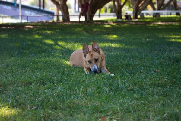 Собака Среднего Размера Лежит Траве Парке Собака Имеет Красный Шар — стоковое фото
