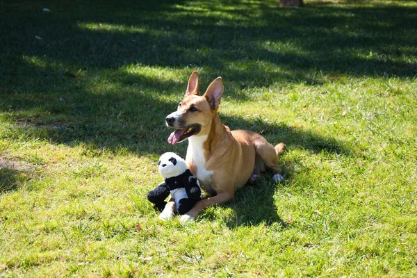 Большая Собака Коричного Цвета Лежащая Траве Игрушкой Форме Панды Концепция — стоковое фото