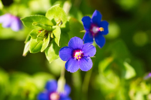 Küçük mor çiçeklerin arka plan bulanık efektli makro fotoğraf. Doğa ve biyoloji kavramı.
