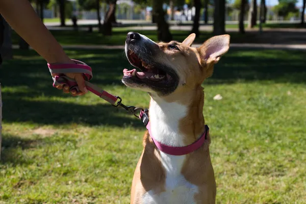 Büyük kahverengi köpekli yetişkin bir kadın, onu köpeğin tasmasından tutuyor ve parktalar. Köpek sahibine bakar. O mükemmel bir sahip. Evcil hayvan konsepti. 4 Ekim Evcil Hayvan Günü