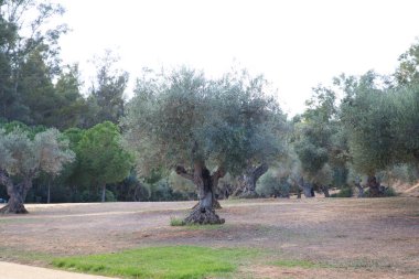 İspanya 'nın tarlalarına zeytin ağaçları dikmek. Zeytin ağaçları yüzyıllıktır ve meyveleri bakir zeytinyağı üretimi için zeytindir. Organik doğa kavramı.