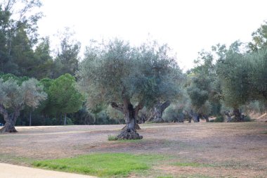 İspanya 'nın tarlalarına zeytin ağaçları dikmek. Zeytin ağaçları yüzyıllıktır ve meyveleri bakir zeytinyağı üretimi için zeytindir. Organik doğa kavramı.
