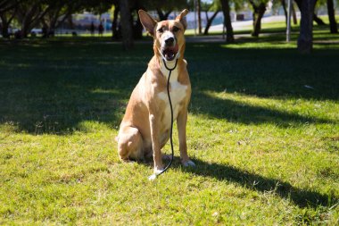 Parktaki çimlerin üzerinde oturan orta boy bir köpek. Köpeğin steteskopu var ve fotoğraf için poz veriyor. Evcil hayvanlar. 4 Ekim Evcil Hayvan Günü.