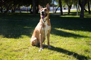 Parktaki çimlerin üzerinde oturan orta boy bir köpek. Köpeğin steteskopu var ve fotoğraf için poz veriyor. Evcil hayvanlar. 4 Ekim Evcil Hayvan Günü.