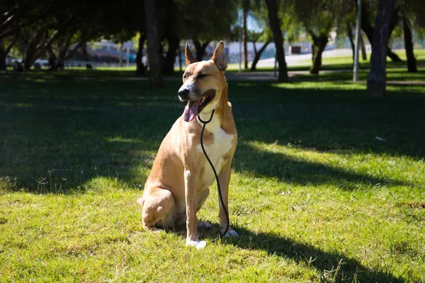 Medium Sized Dog Sitting Grass Park Dog Has Vet Stethoscope — Stock Photo, Image