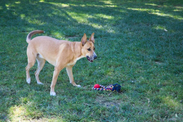 Big Size Dog Playing Grass Park Has Several Toys Ground — Stock Photo, Image