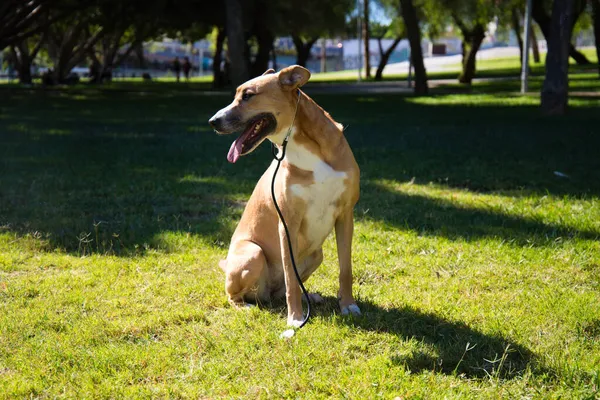 Medium Sized Dog Sitting Grass Park Dog Has Vet Stethoscope — Stock Photo, Image