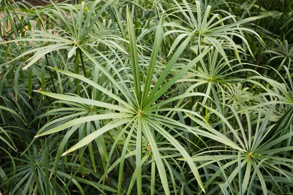 Grupa Dzikich Bardzo Zielonych Roślin Liście Roślin Cienkie Długie Bardzo — Zdjęcie stockowe
